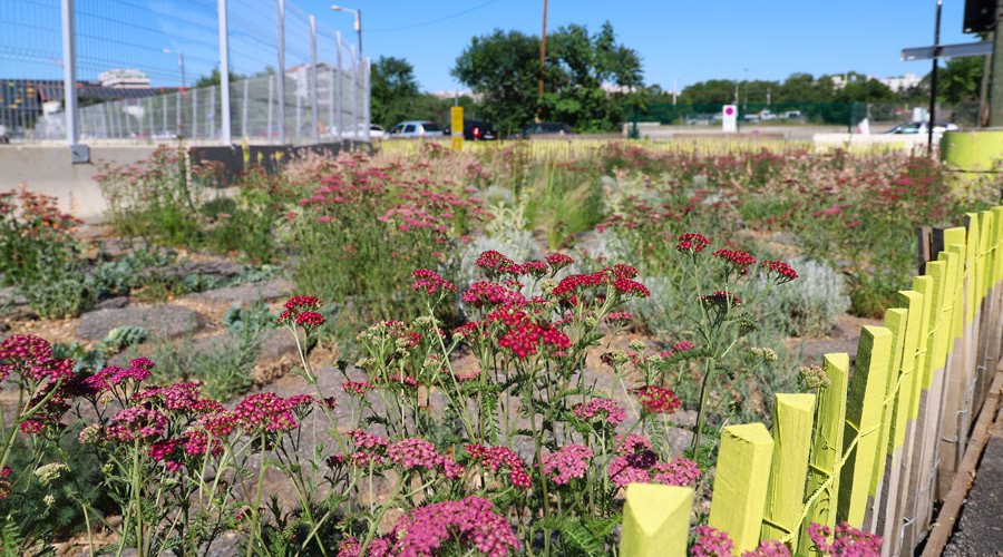 Plantes et fleurs rouges et rose, herbes, entourées d'une clôture en bois dont l'extrémité supérieure est peinte en jaune